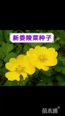 委陵菜种子委陵菜种子