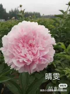 高度80厘米芍药