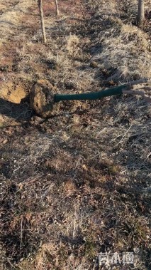 高度200厘米穗花牡荆