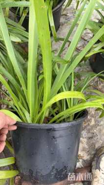 高度30厘米百子莲