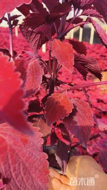 高度30厘米彩叶草