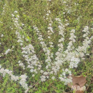 高度45厘米珍珠绣线菊