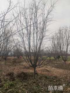 11公分垂丝海棠