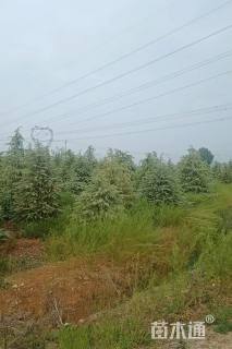 高度300厘米雪松