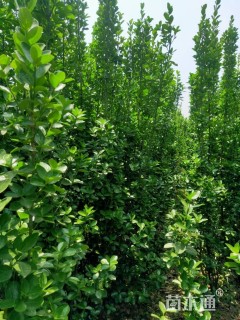 高度175厘米北海道黄杨
