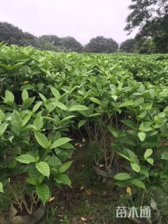 高度100厘米狗牙花