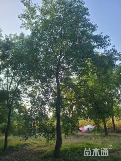 19公分精品地产乌桕