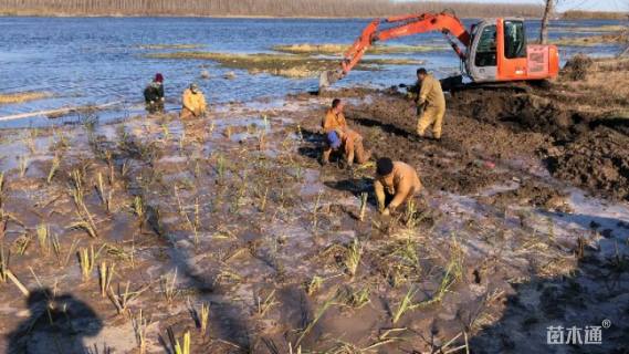 高度30厘米雨久花