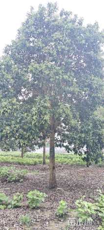 19公分大叶女贞