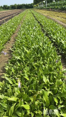 高度25厘米玉簪