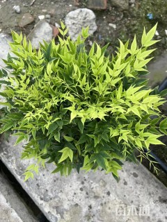 高度30厘米南天竹