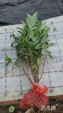 高度30厘米金丝桃