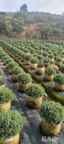 高度40厘米迷迭香