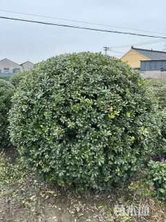 冠幅230厘米海桐球