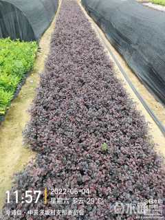 高度15厘米红花继木小苗