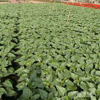 高度35厘米向日葵