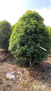 高度300厘米丛生桂花