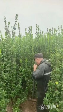 高度180厘米北海道黄杨