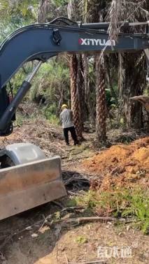 裸干高300厘米中东海枣