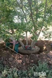 高度800厘米丛生元宝枫