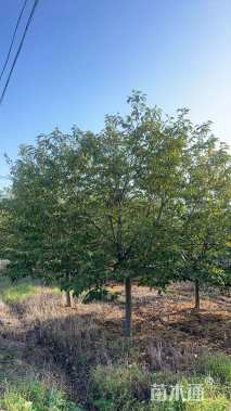 11公分普贤象樱花