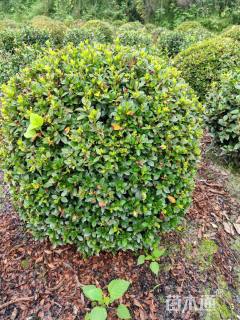 冠幅150厘米春鹃球