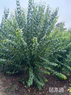 高度250厘米丁香