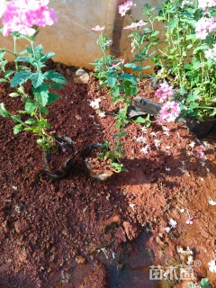 高度25厘米美女樱