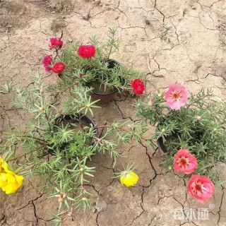 高度30厘米半支莲