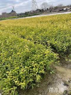 高度40厘米金禾女贞