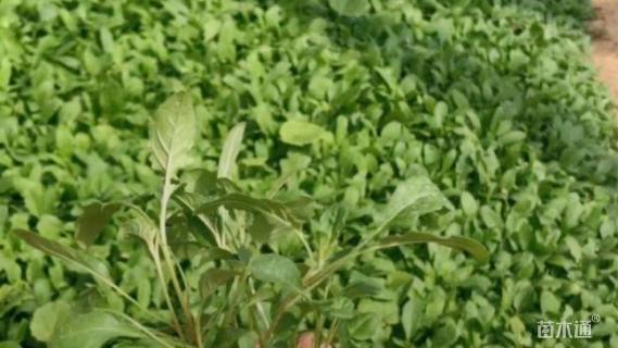 高度20厘米美丽月见草