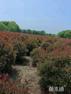 冠幅150厘米红叶石楠球