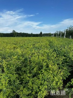 高度80厘米金叶榆小苗