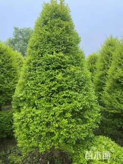 冠幅120厘米亮晶女贞球