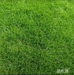 草卷状早熟禾草
