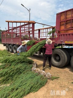 高度200厘米北京桧
