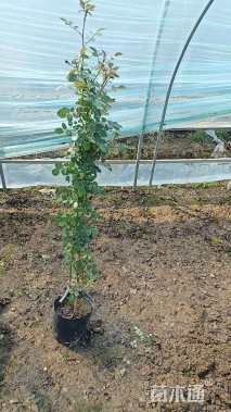 高度100厘米蔷薇