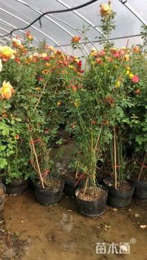 220厘米藤本月季