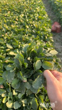 高度10厘米大滨菊