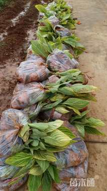 高度30厘米花叶美人蕉