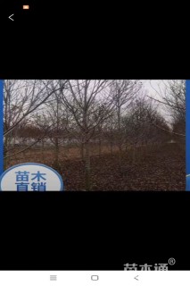 10公分美国红枫-秋火焰