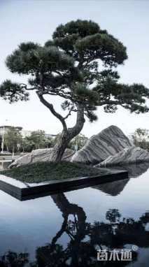 造型五针松