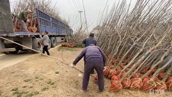 4公分薄壳山核桃