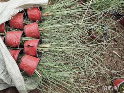 高度50厘米花叶芒