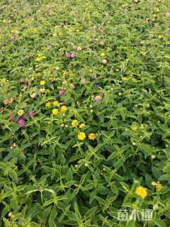 冠幅15厘米五色梅