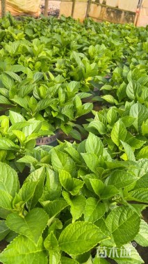 高度30厘米绣球