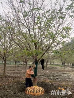 18公分日本晚樱