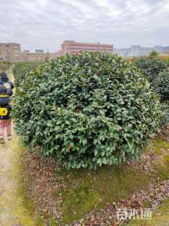 冠幅180厘米茶梅球