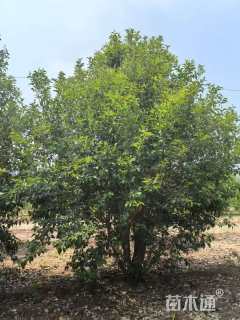 高度300厘米丛生大叶女贞