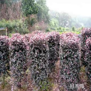 高度180厘米红花继木柱